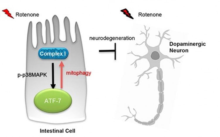 Image shows a cell and neuron.