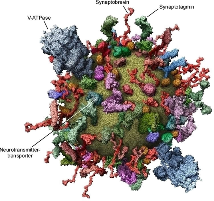 Image shows a molecular model of a synaptic vesicle.