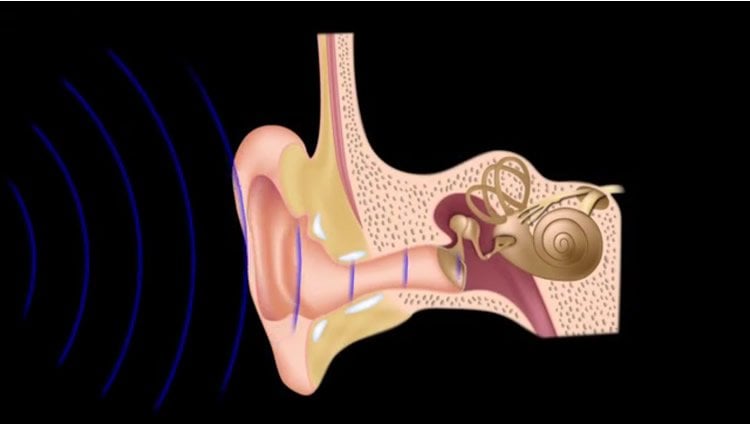 Image of an ear.