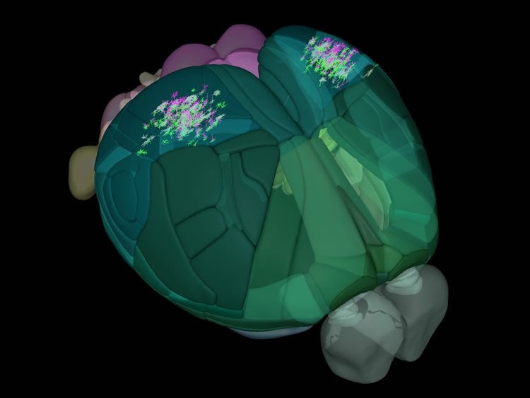 Image shows a 3d map of a mouse brain.