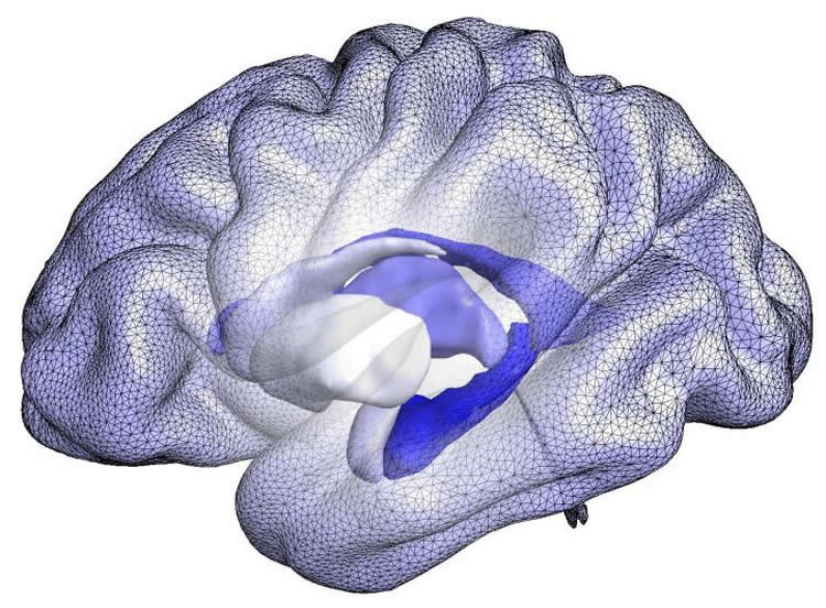 Image shows a brain blue print.