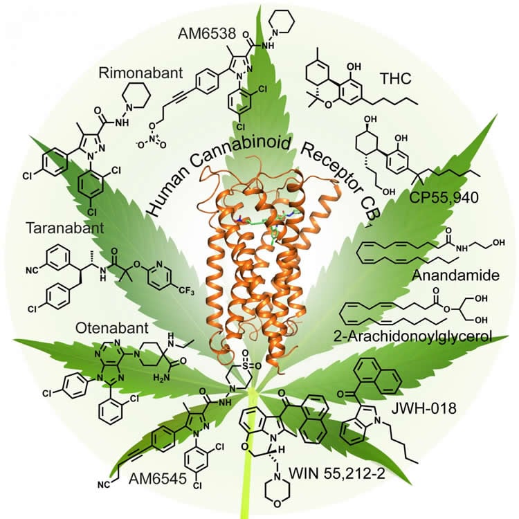 Image shows a marijuana leaf and chemical structures.