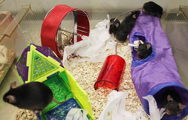 Image shows mice playing in tubes and on a wheel.