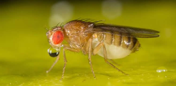 Image shows a fruit fly.