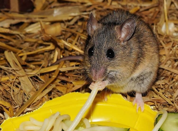 Image shows mouse eating spagetti.