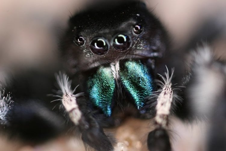 Image shows a jumping spider.