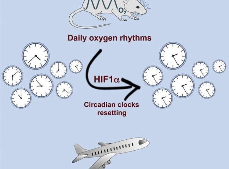 Image shows a mouse, clock and jet.