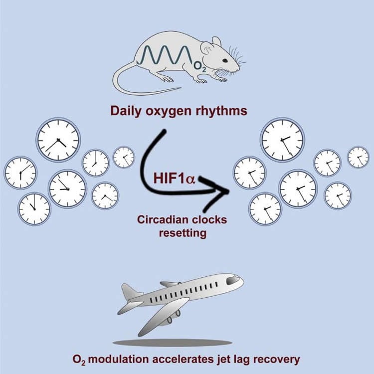 Biological Rhythm Measurements in Rodents