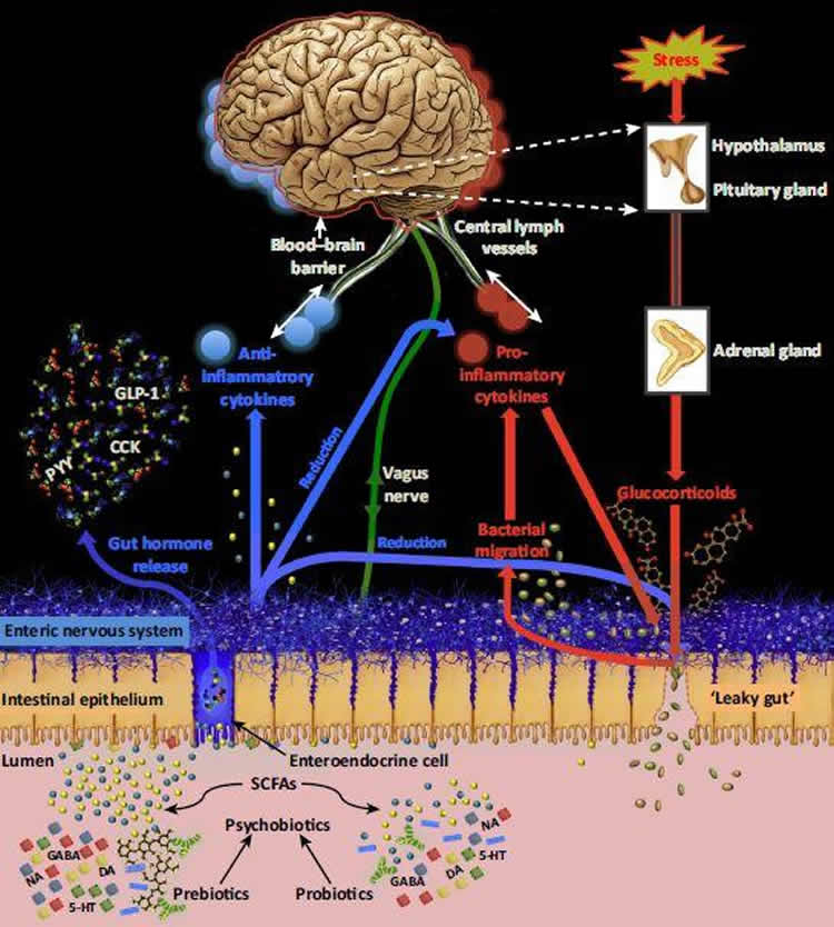 Image shows a diagram of how the psychbiotics work.