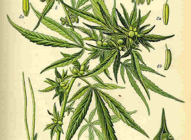 Image shows a drawing of a cannabis plant.