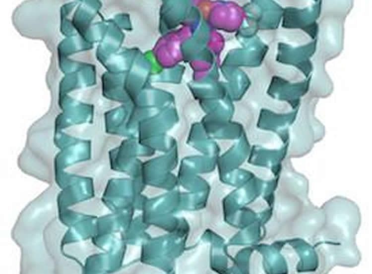 Image shows a model of the CB1 receptor.