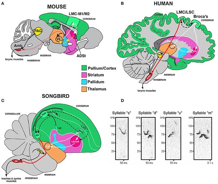 Image shows human, mouse and song bird brain maps.