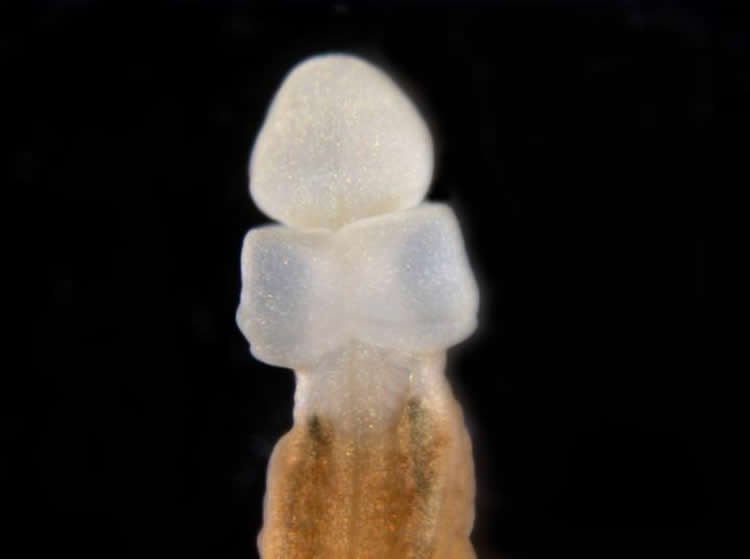 Image shows the regenerated head of an acorn worm.