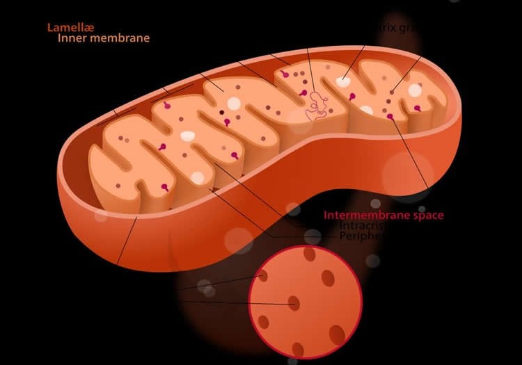 Image shows a diagram of mitochondria.