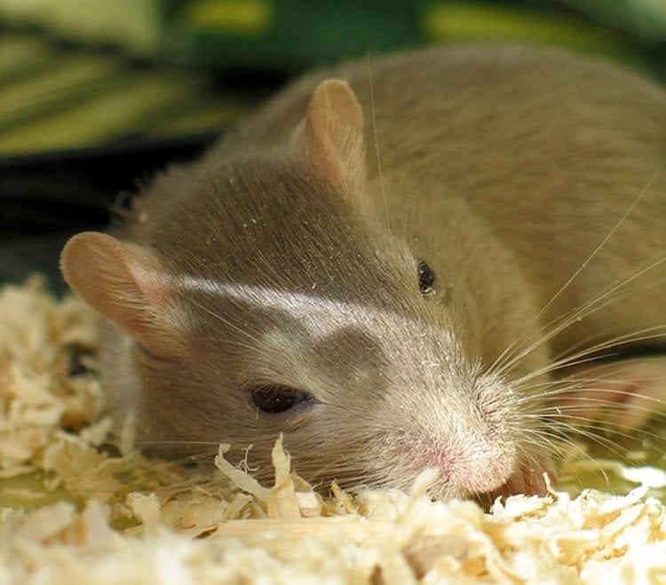 Image shows a sleepy mouse.