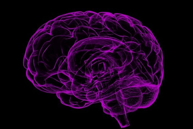 Image shows a purple brain.