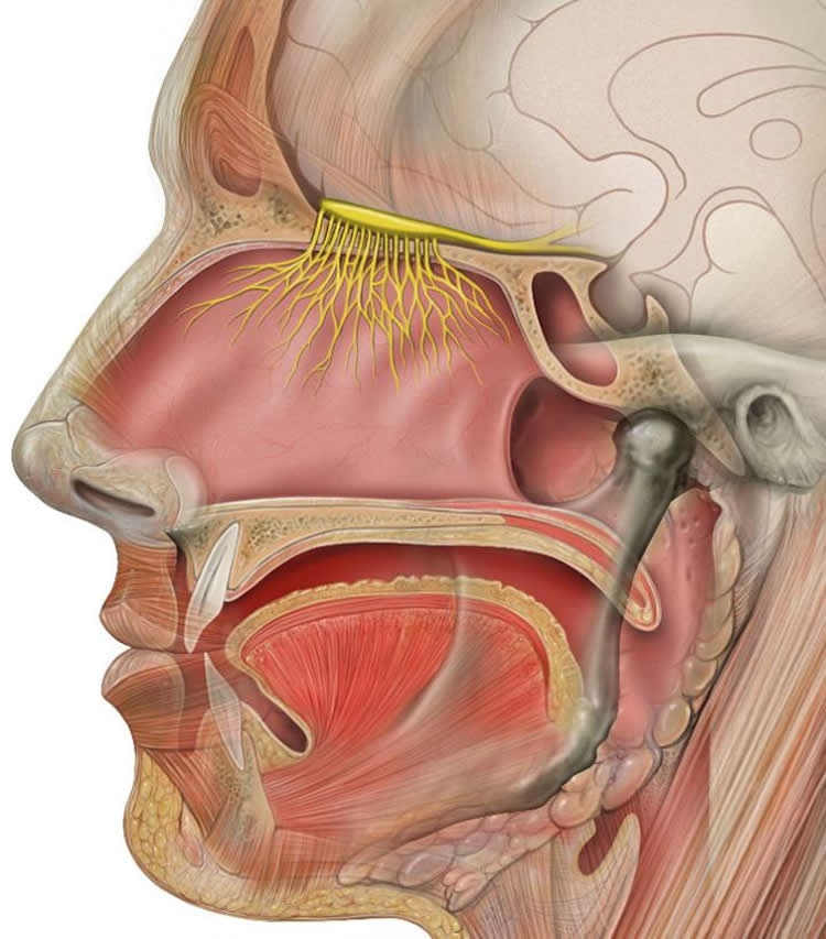 Image shows the olfactory system.