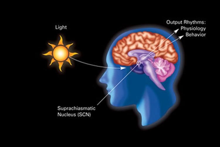 Image shows a diagram of how the SCN affect circadian rhythm.