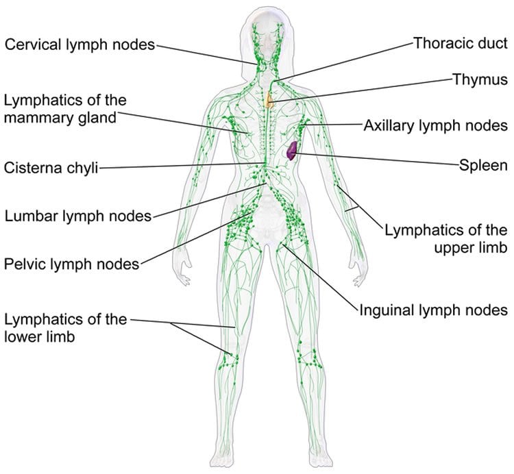 Image shows a diagram of immune system organs.