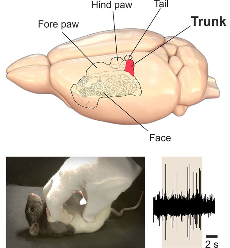 Tickle Somatosensory Cortex Rat Neurosciencenews 