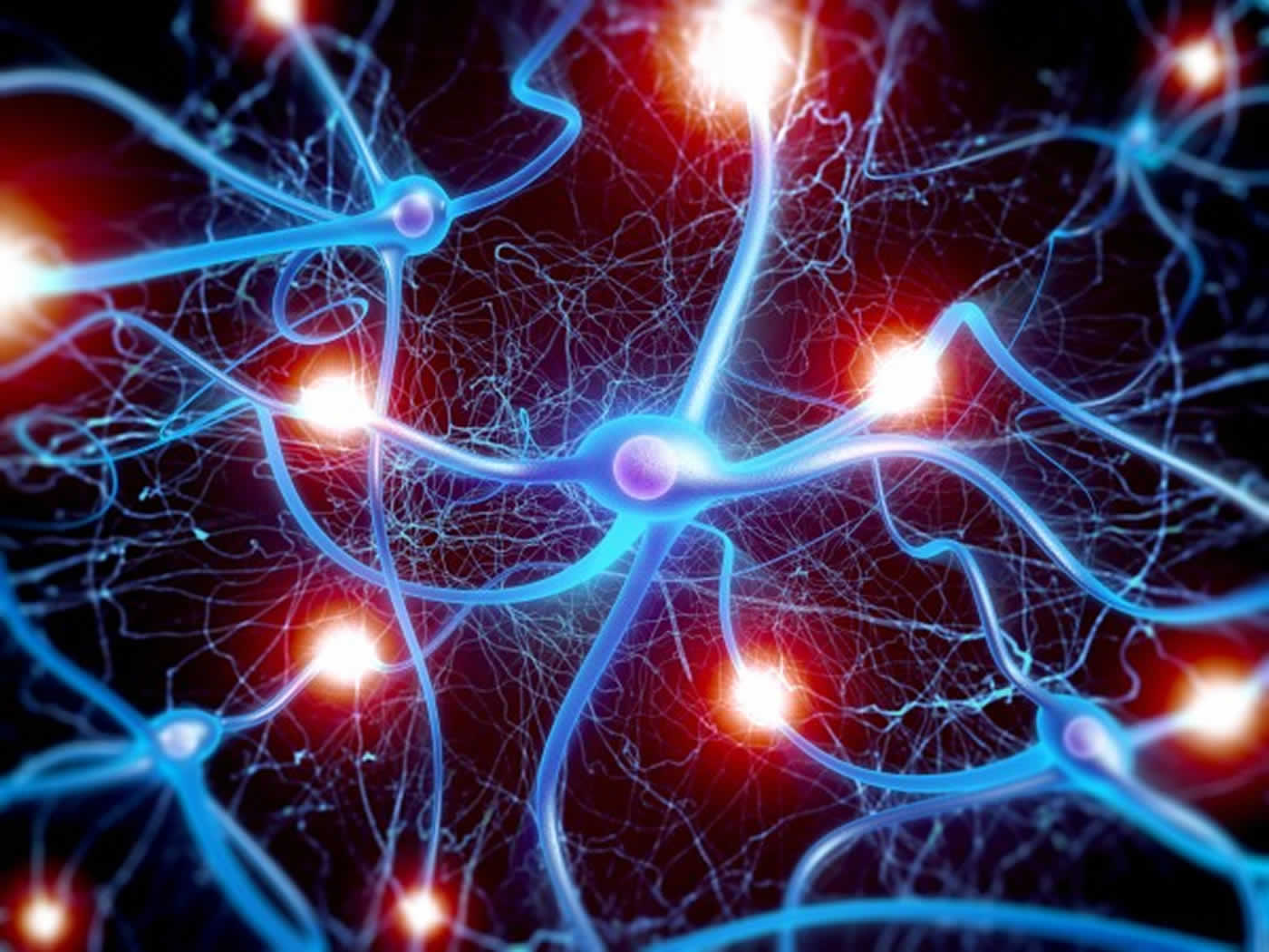 are neurons only in the brain