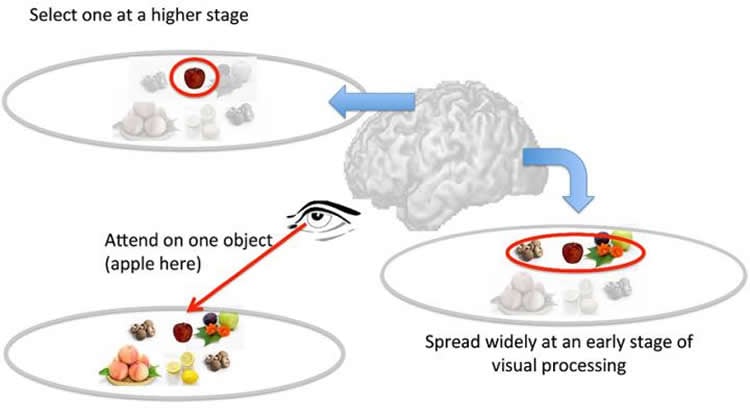 Image shows how the brain processes the visual information.