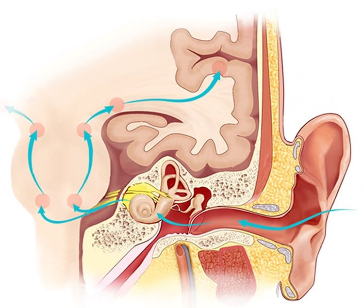 Image shows a diagram of an ear.