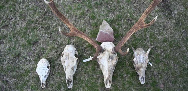 Image shows deer skulls.