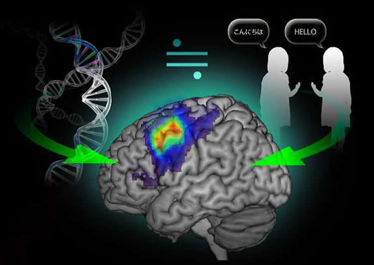 Image shows a brain and DNA strand.