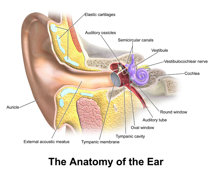 Image shows a diagram of an ear.