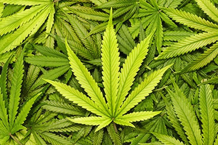 Image shows marijuana plants.