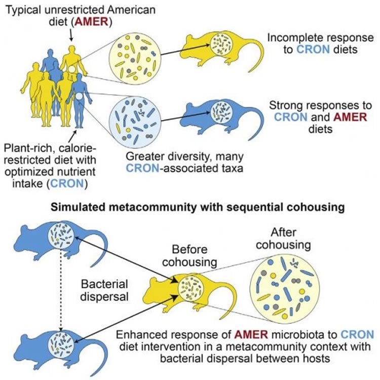 Image shows a diagram of the mice and microbes.
