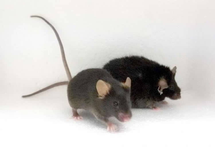 Image shows two mice, one fat and one fit.