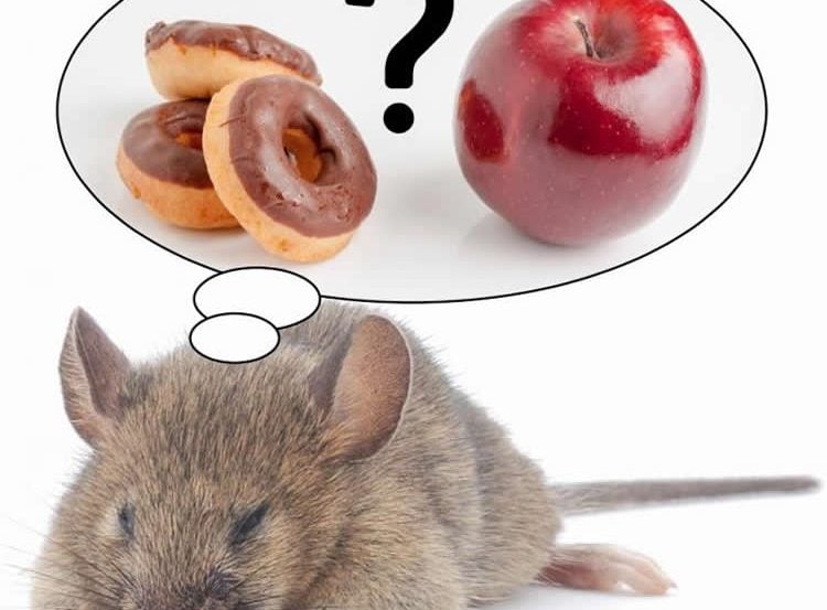 Image shows a sleeping mouse dreaming about food.