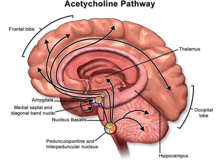 Image shows the acetylcholine pathway in the brain.