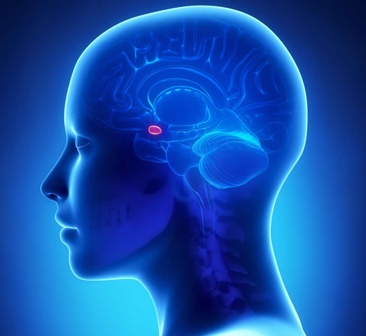 Image shows the location of the amygdala.