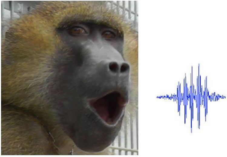 Image shows a baboon.
