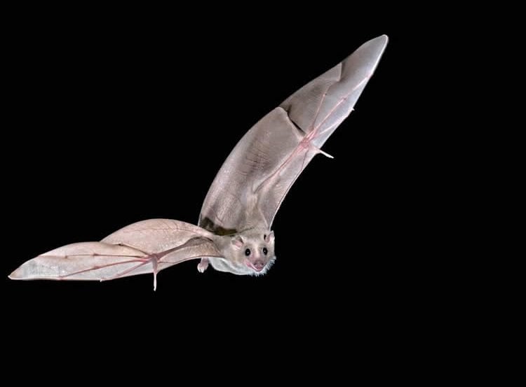 Image shows an Egyptian fruit bat.