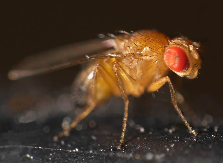 a fruit fly.