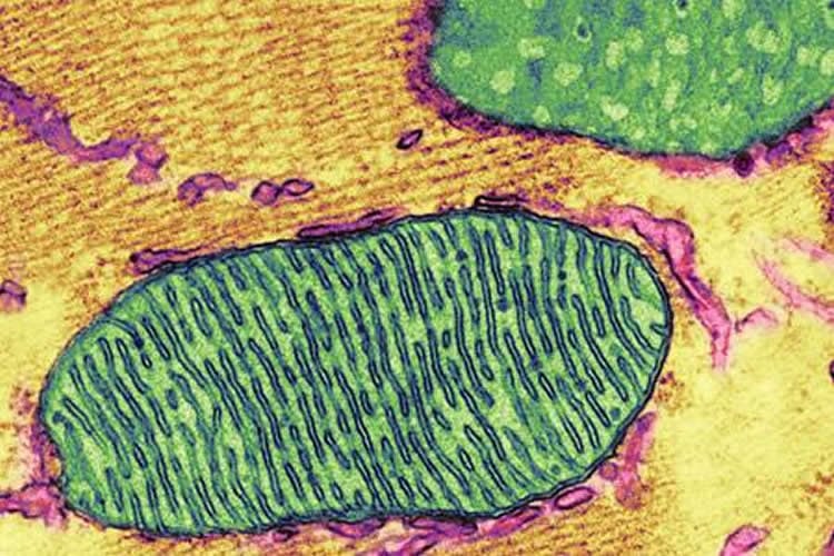 Image shows mitochondira.