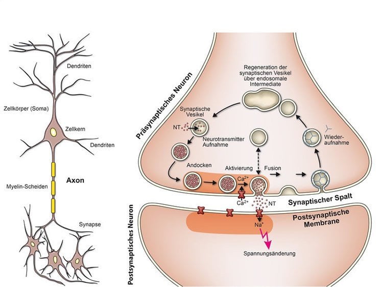 neuron