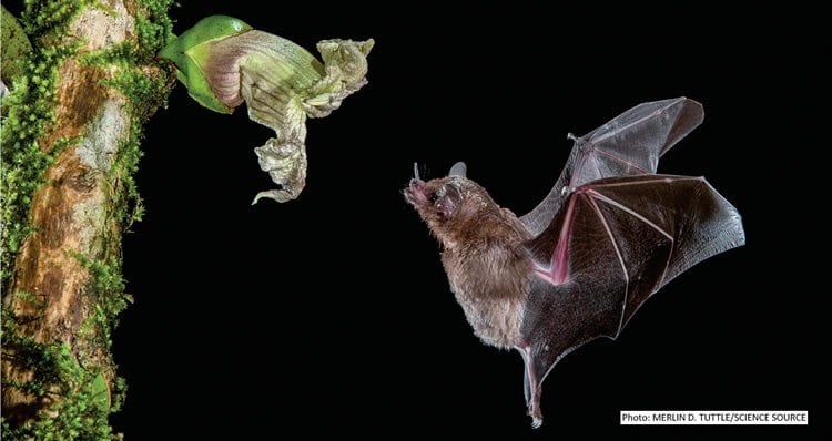 Image shows a bat and a flower.