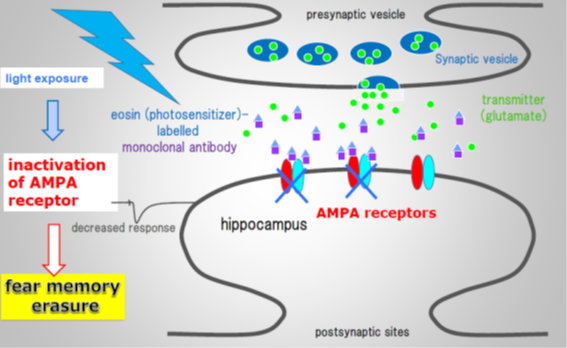 AMPA receptors involvement with a synapse is shown.