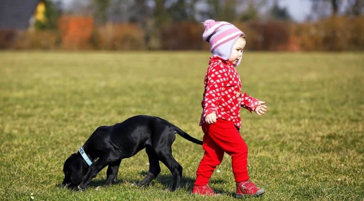 Image shows a dog and a little girl.