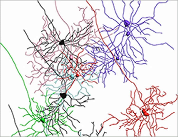 Image shows ganglion cells.