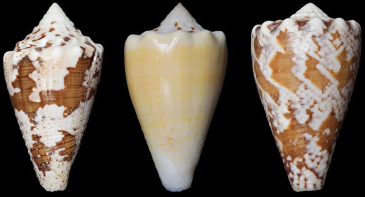 Image shows marine snail shells.