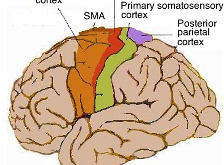 Image shows the location of the motor cortex in the human brain.