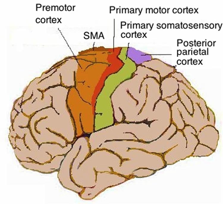 Image shows the location of the motor cortex in the human brain.