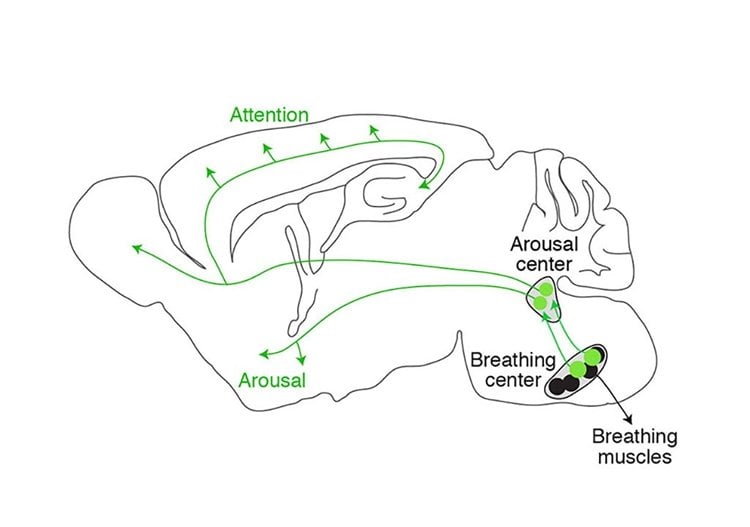 Image shows a diagram of the pathway that connects the brain's breathing and arousal centers.