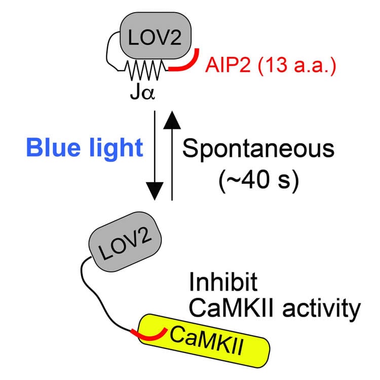 Image shows a schematic of paAIP2.